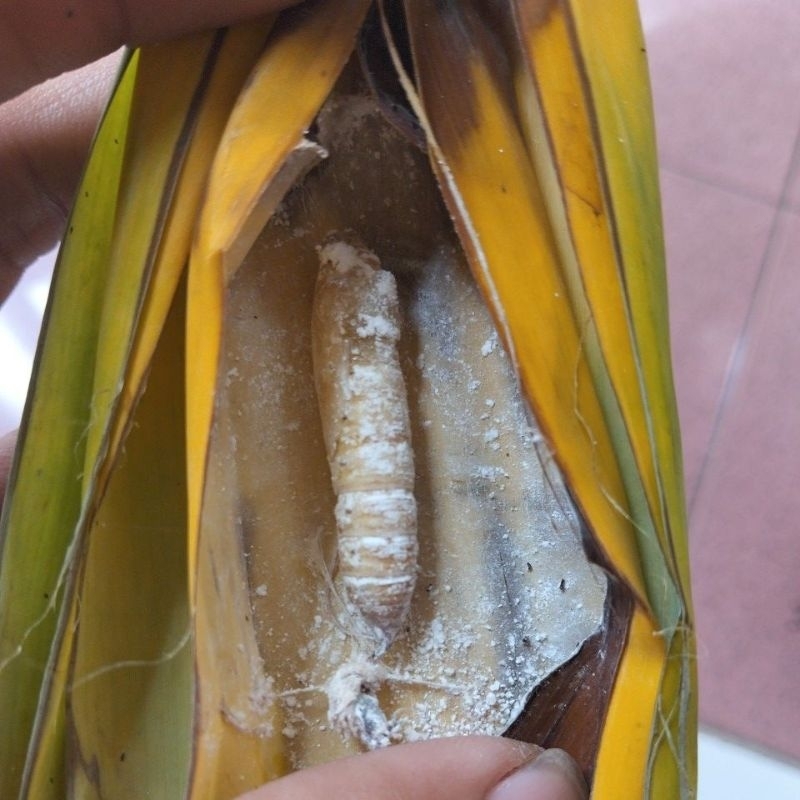 KEPOMPONG DAUN PISANG ISI 10 EKOR UMPAN MANCING IKAN BAWAL