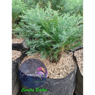 Cemara Embun cemara Wangi Cemara Rentes bibit tanaman cemara cemara wangi GO GREEN FLOWER