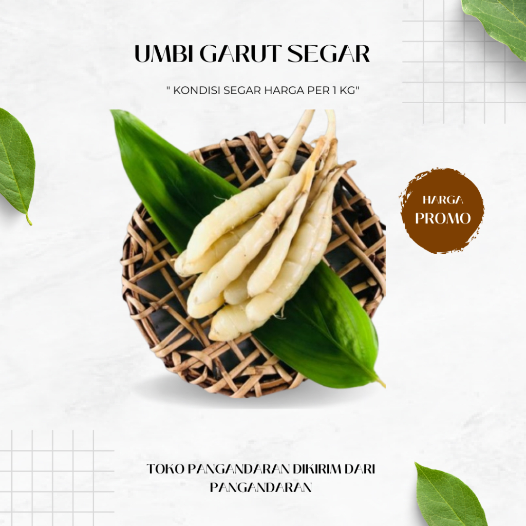 

KUKURING Umbi Garut Segar 1 Kg - Herbal Alami Untuk Mengatasi Gred Asam Lambung Ampuh Fresh