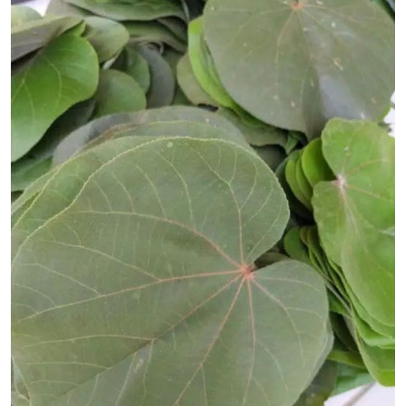 

Daun waru segar petik langsung 500 gram