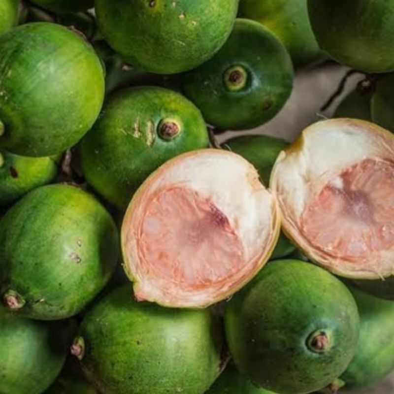 

Pinang Muda Jambe Muda Gambir Muda 1 kg