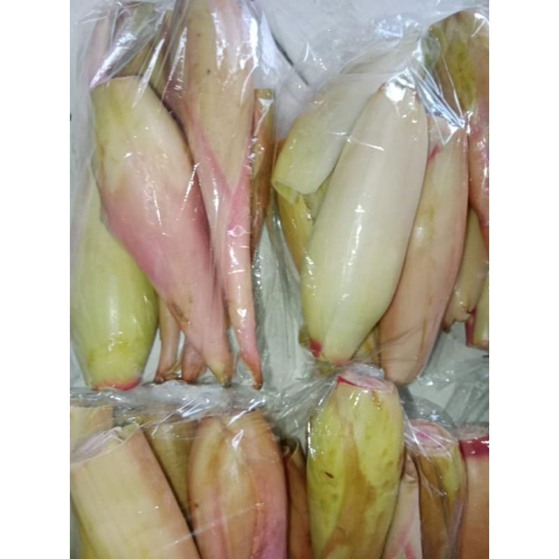 

kecombrang batang pendek 1kg