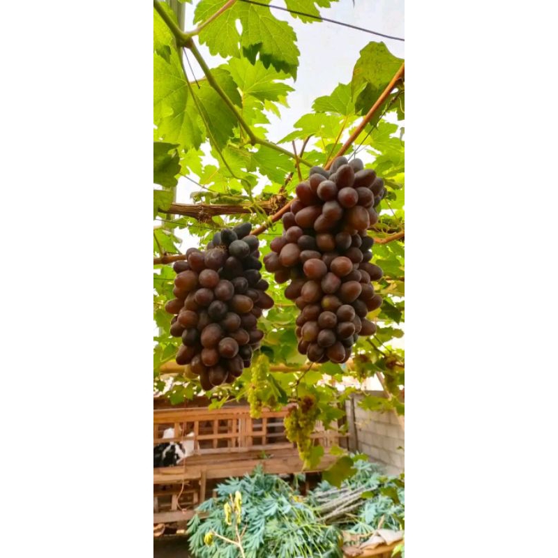 

Bibit Anggur Import Akademik Original (Bibit Hasil Okulasi)