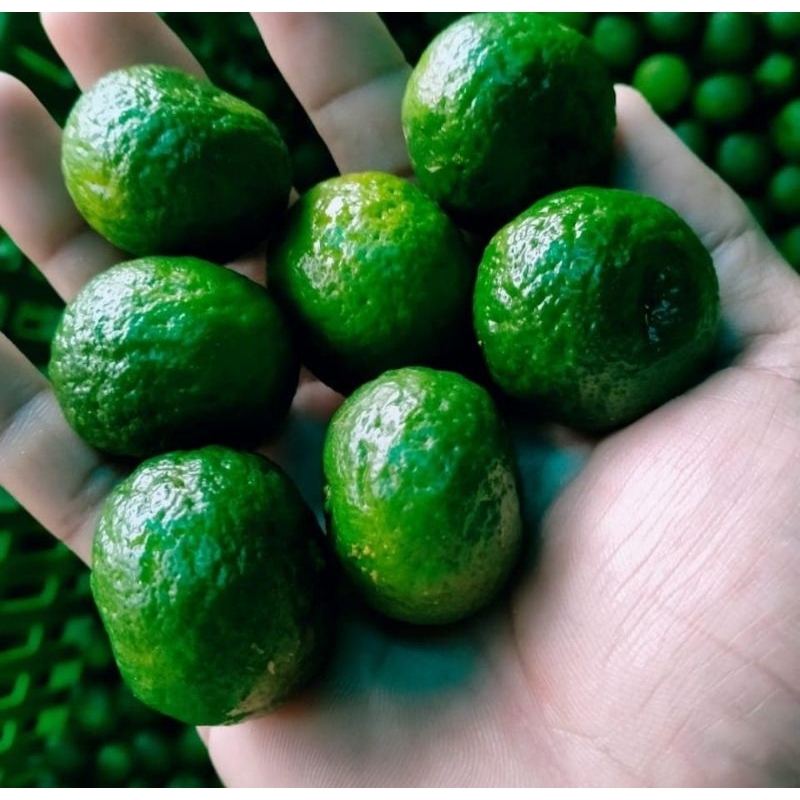 

jeruk limo jeruk sambal jeruk limau harga 18 buah