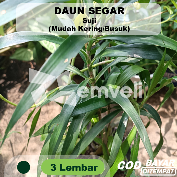 

Daun Suji Segar 3 Lembar Pewarna Hijau Alami