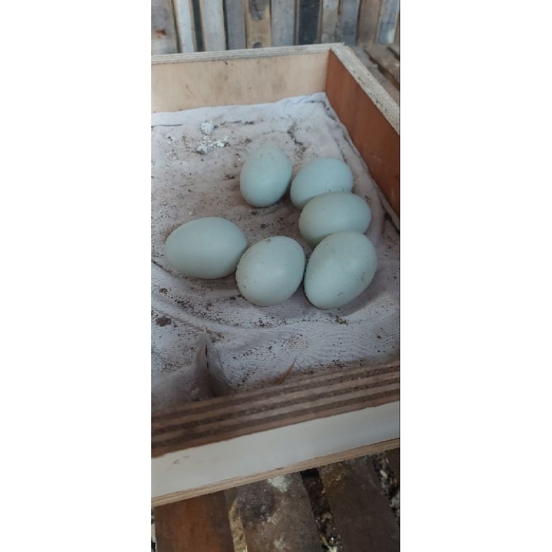 Telur ayam Mangon x birma
