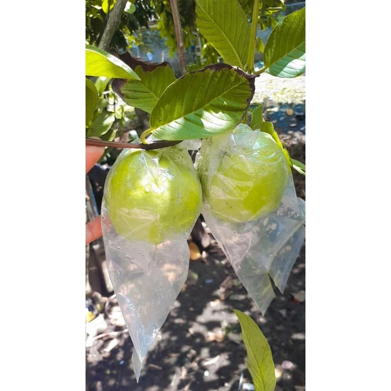 

jambu kristal grad A