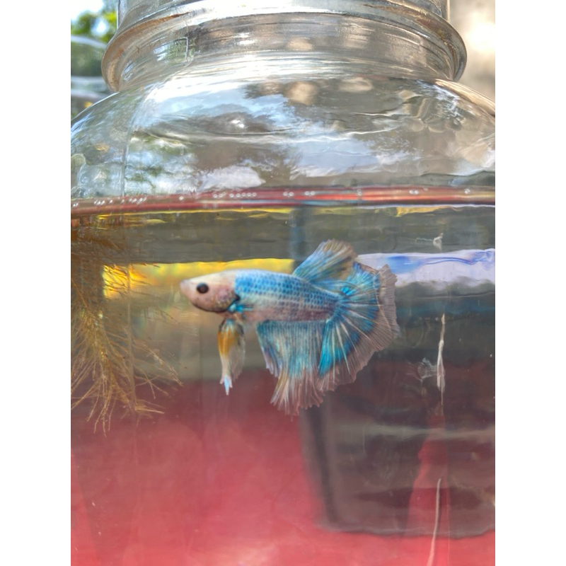 Ikan Cupang Halfmoon/Slayer size M+