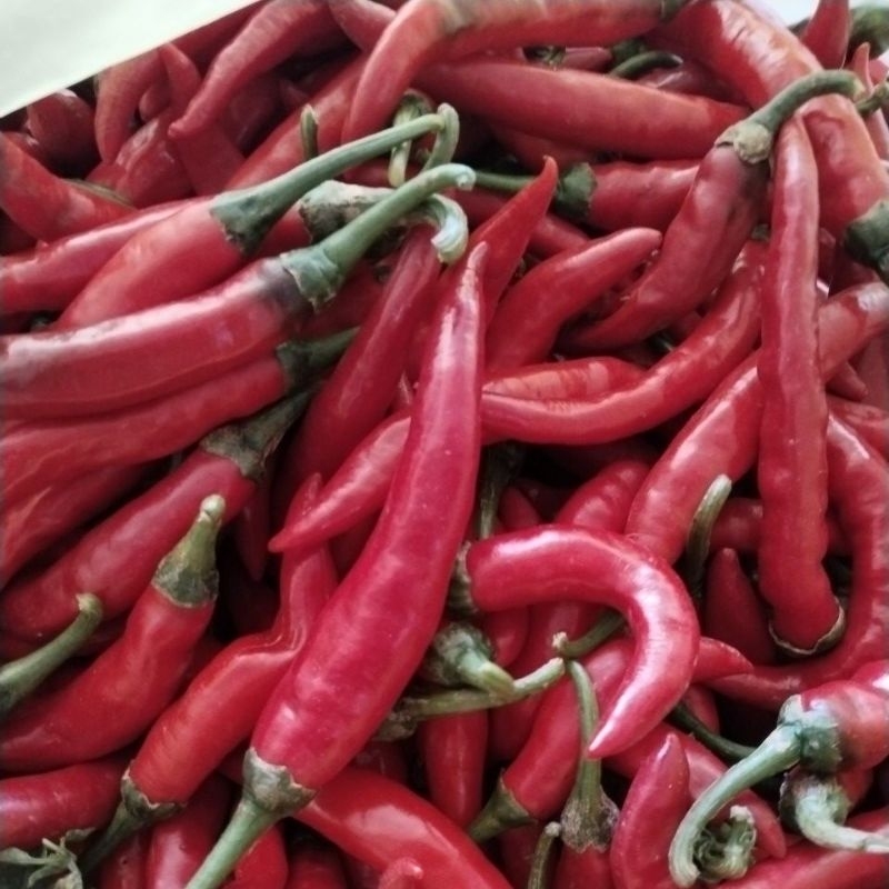 

3 kg cabe merah besar fresh campur.