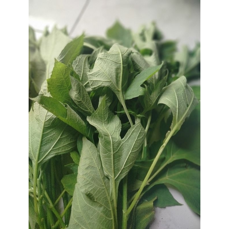 

daun insulin segar alami