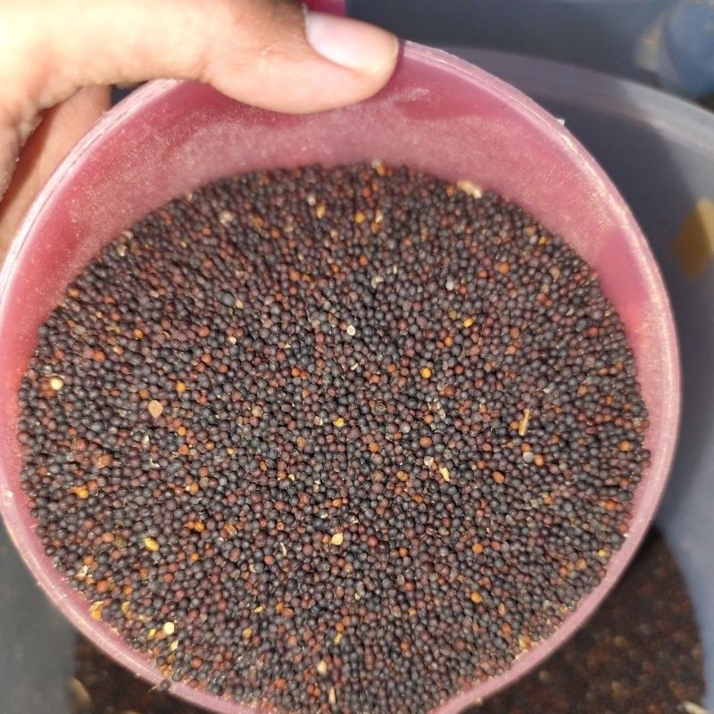 BIJI SAWI UNTUK PAKAN BURUNG BERKICAU KENARI LOVEBIRD