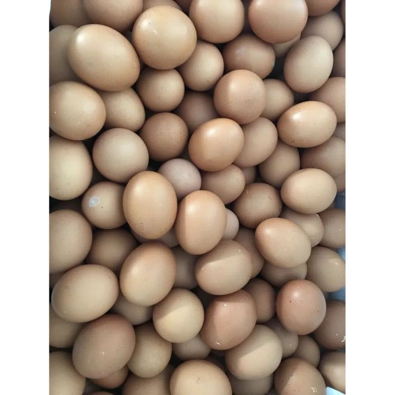 

TELUR AYAM NEGERI