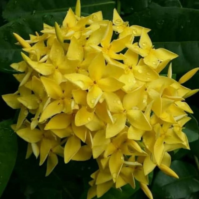 Soka Hawai bunga kuning