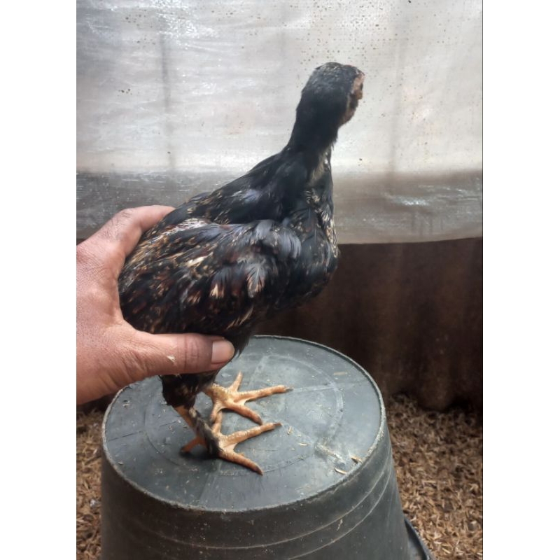 Doc ayam bangkok silang ayam kampung usia 4 minggu