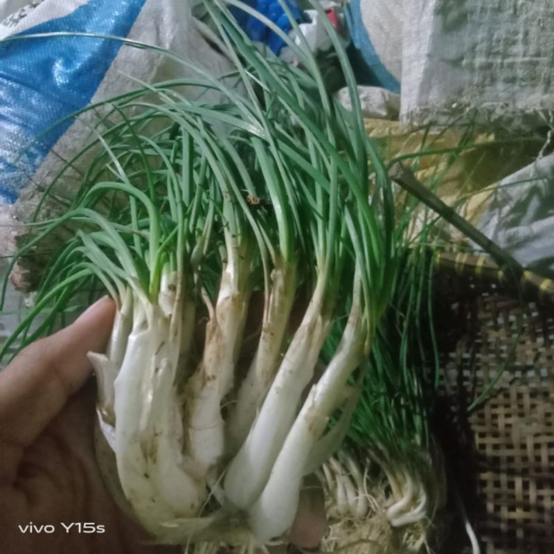 

Jual bawang kuncai/kucai segar per ikat