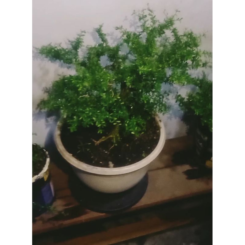 Bonsai saeng simbur super mikro vietnam
