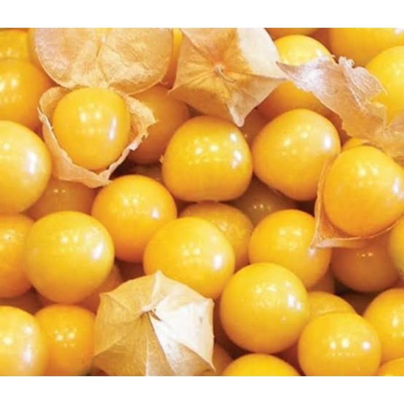 

Buah Ciplukan Segar 100gram - Cecendet - Goldenberry