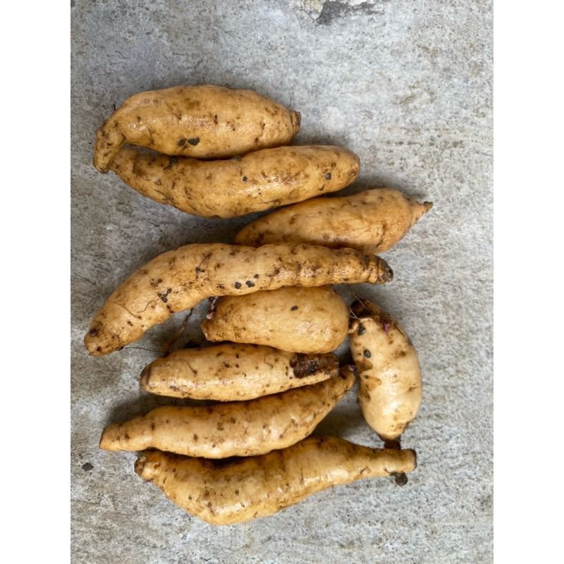 

Ubi Mentah Ubi Madu 1 kg isi 10-17 biji Ubi Madu Cilembu ubi oven ubi panggang
