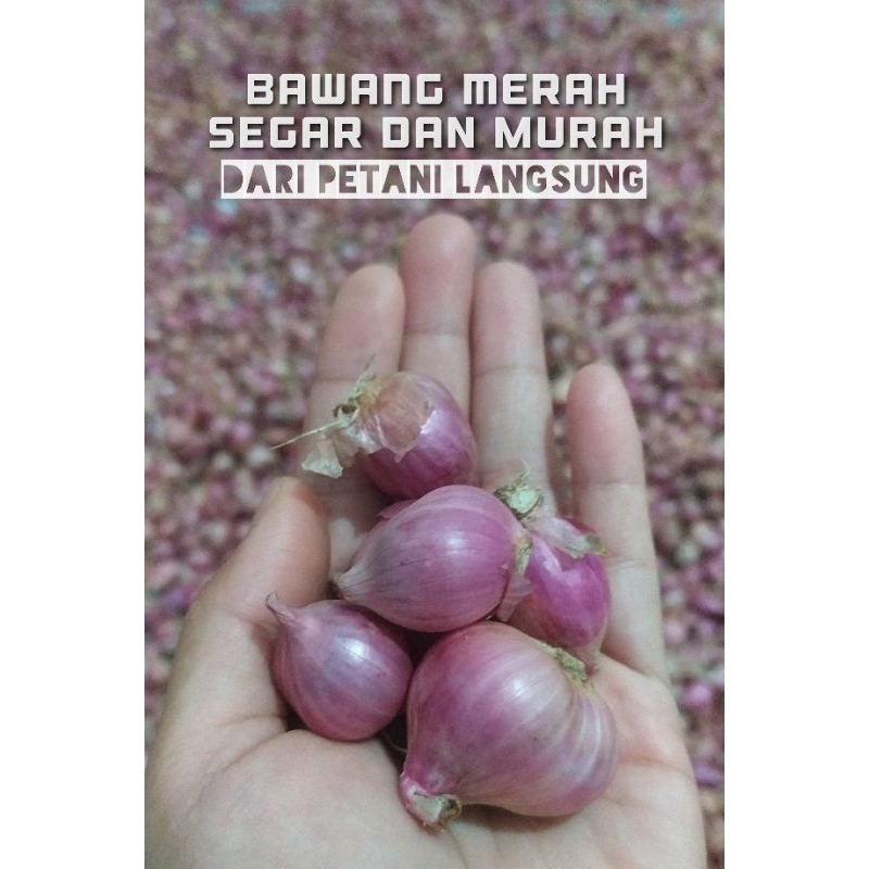 

Bawang Merah Segar 1 KG
