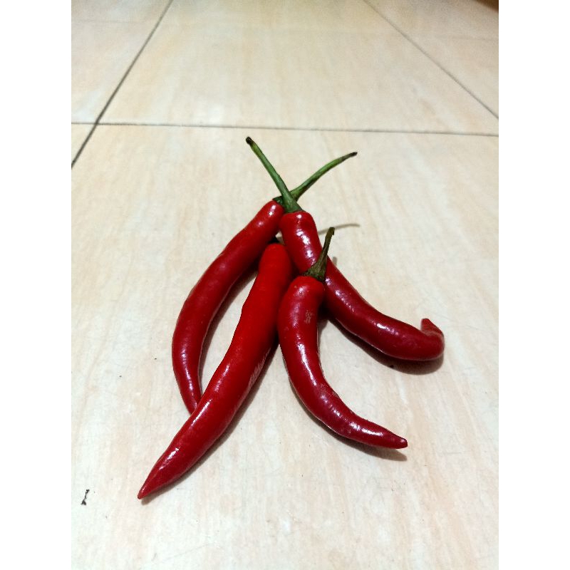 

Cabai Merah Besar