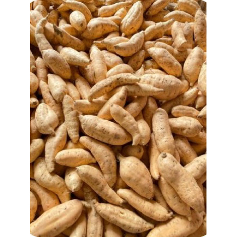 

Ubi Madu Cilembu