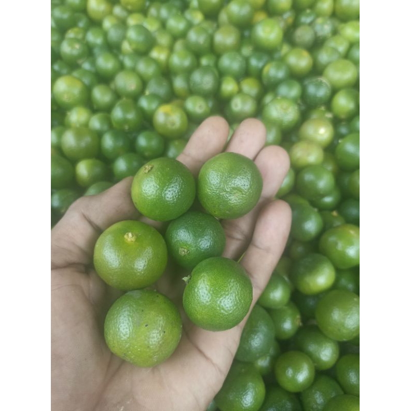 

1 kg jeruk peras jejruk sankit