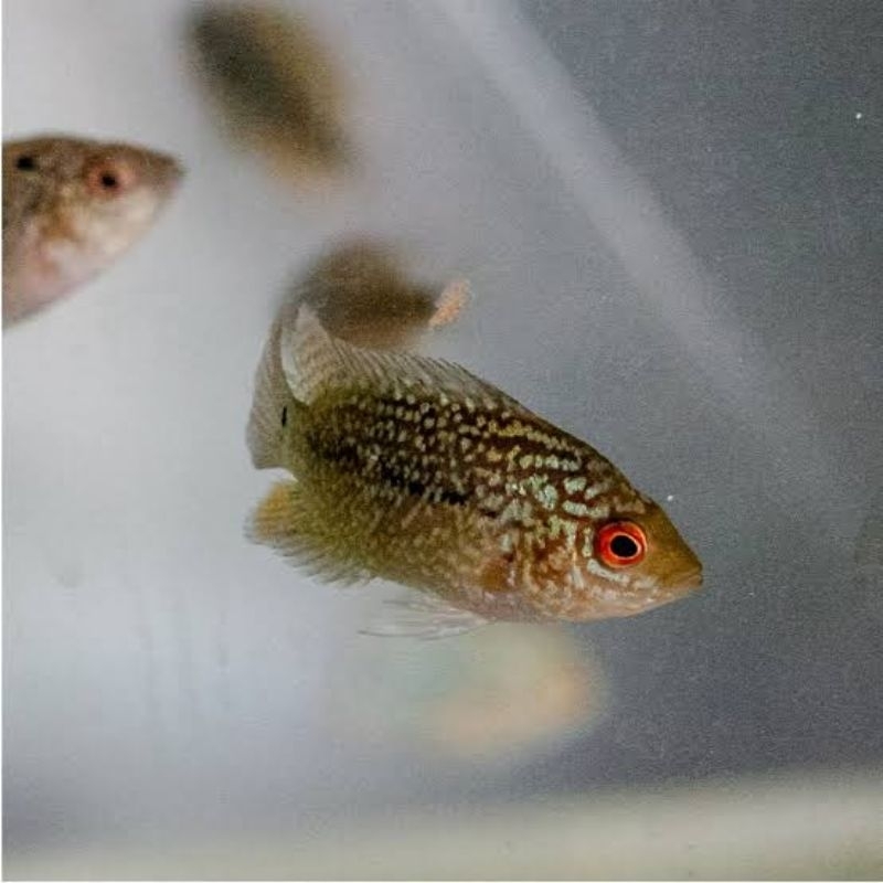 Burayak Louhan kamfa F2 / Burayak Lohan Kamfa F2 / Anakan lohan kamfa f2 / anak ikan lohan f2 SORTIR