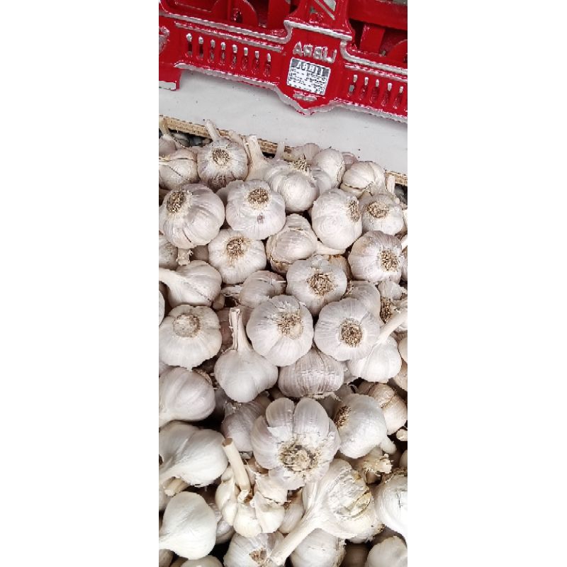 

bawang putih kating super