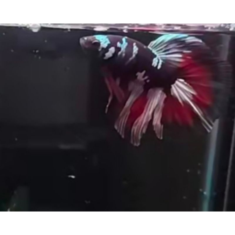 HM avatar  istimewah