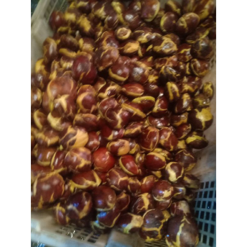 

Jngkol sepi tua sufer fres neto 1kg