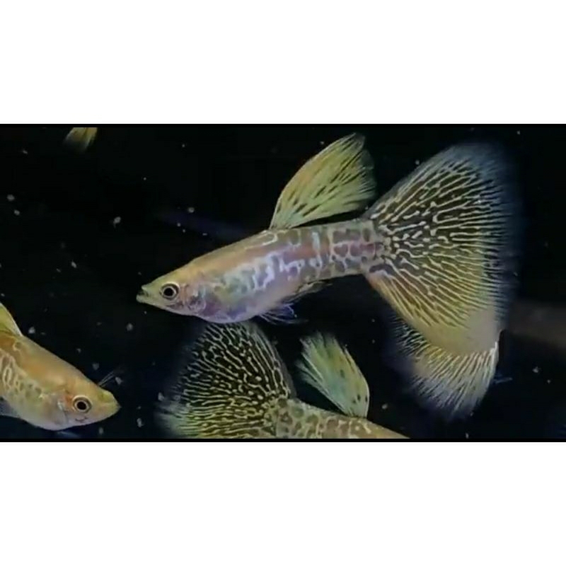 Hiasan Akuarium Guppy blonde yellow cobra