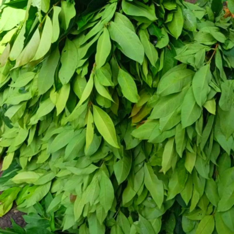 

DAUN SALAM SEGAR BUMBU MASAK ENAK & MURAH