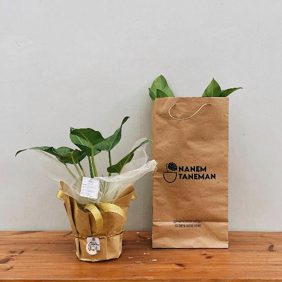 Hampers Tanaman Phillo Marble