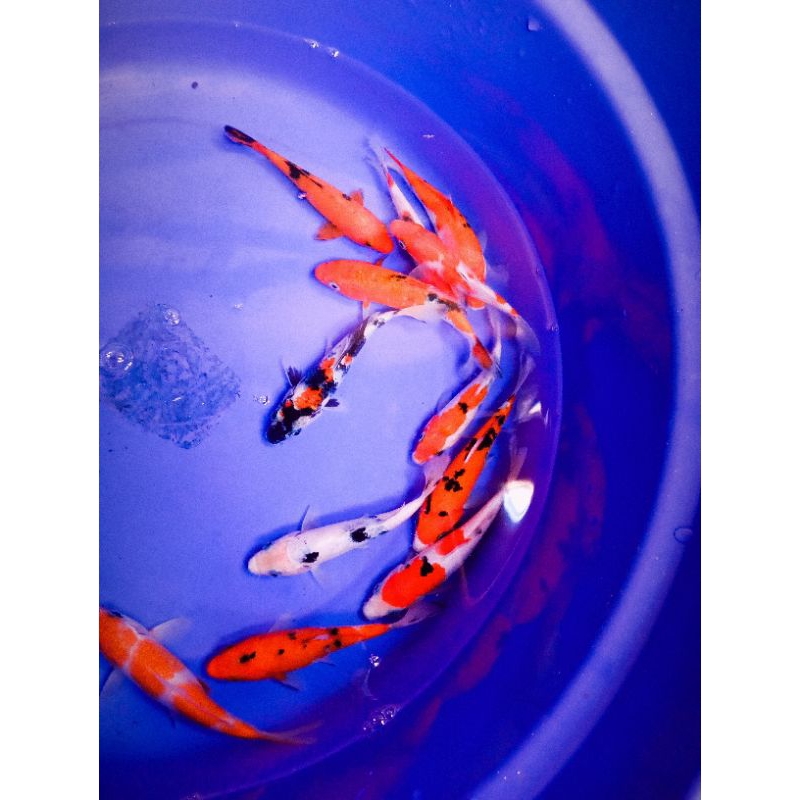 koi blitar jenis Sanke,shoWa, Shiro dan utsuri  size 12 --- 16 cm