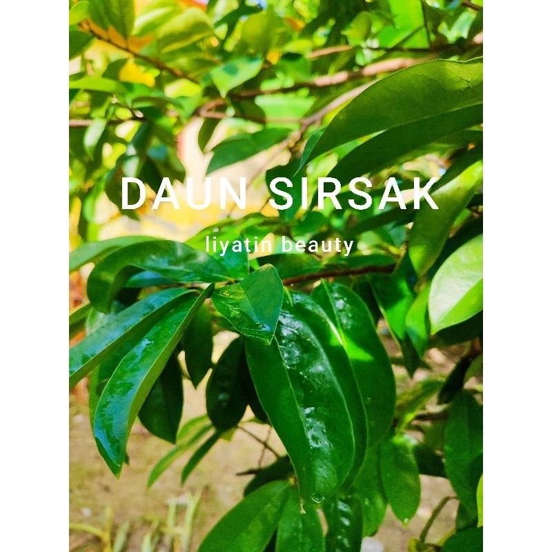

Daun Sirsak Organik Segar Daun Sirsak Fresh Daun Sirsak Segar Baru Petik dari Kebun