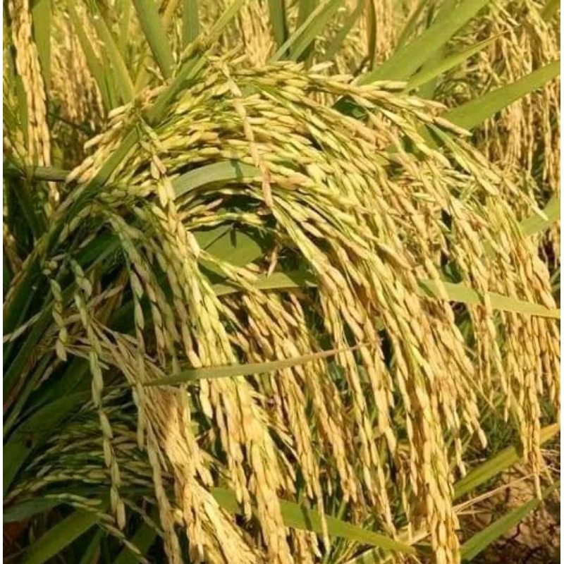 Benih bibit Padi Unggul BAWON01 super kemasan 20kg