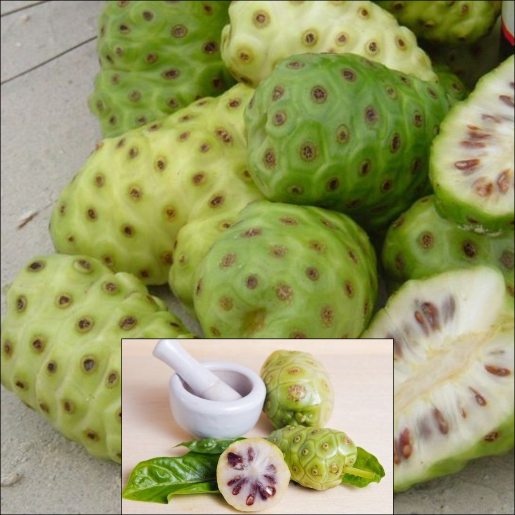 

BUAH MENGKUDU SEGAR / BUAH PEACE ORGANIK 1 KG - BUAH MENGKUDU MURAH