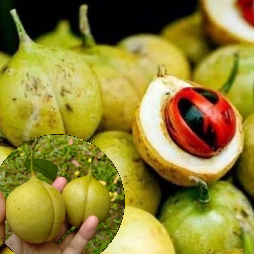 

BUAH PALA SEGAR 1 KG / BUAH PALA BAHAN MANISAN / BUAH PALA MUDA / BUAH PALA TUA