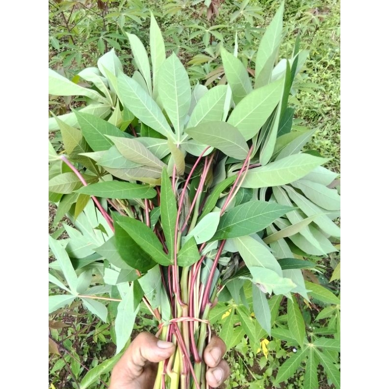 

sayur daun singkong segar 1ikat 500gr