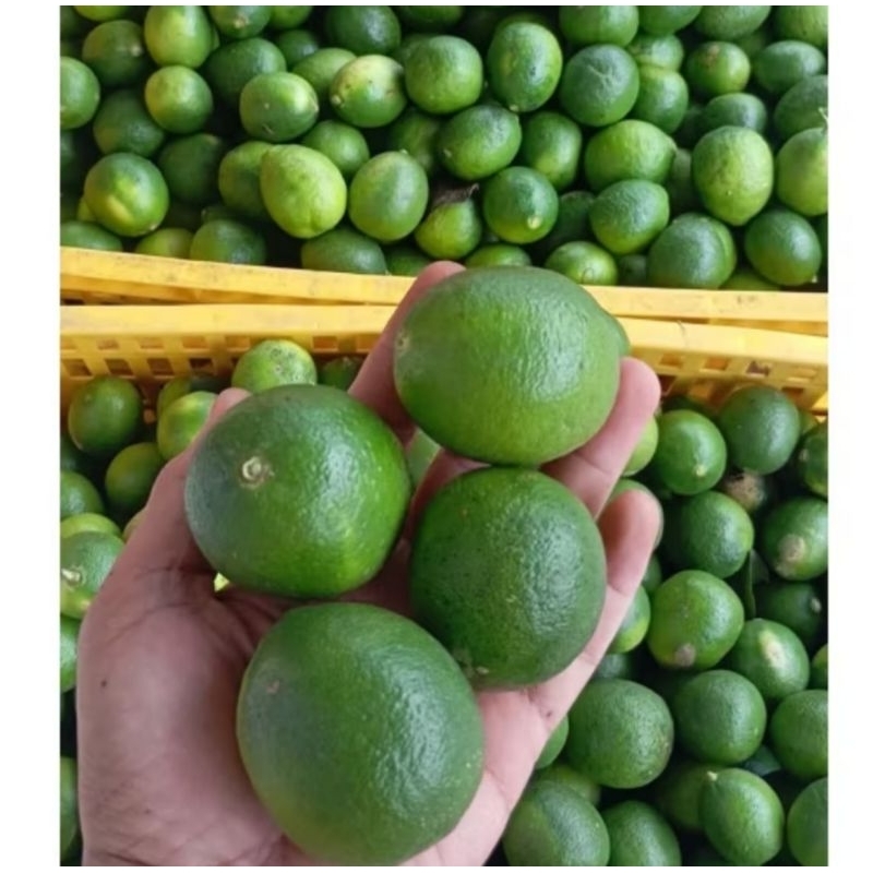 

Jeruk Nipis Segar dipetik langsung dari pohon 1kg