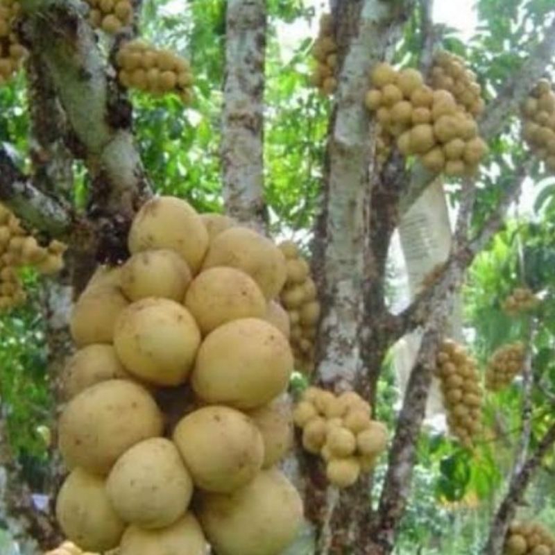 Bibit Duku Tanpa Biji Lokong | Duku Longkong