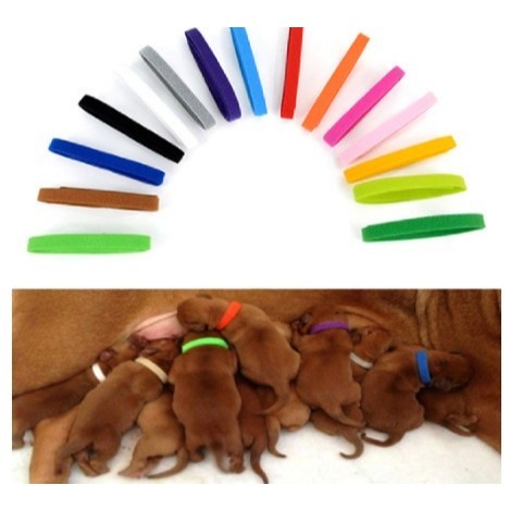 KALUNG BAYI IDENTITAS PENGENAL ANAKAN RAS BESAR KECIL ANAK BABY KUCING ANJING KITTEN PUPPY ID ANABUL