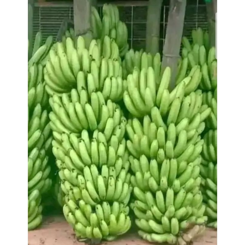 

pisang Ambon .1 sisir