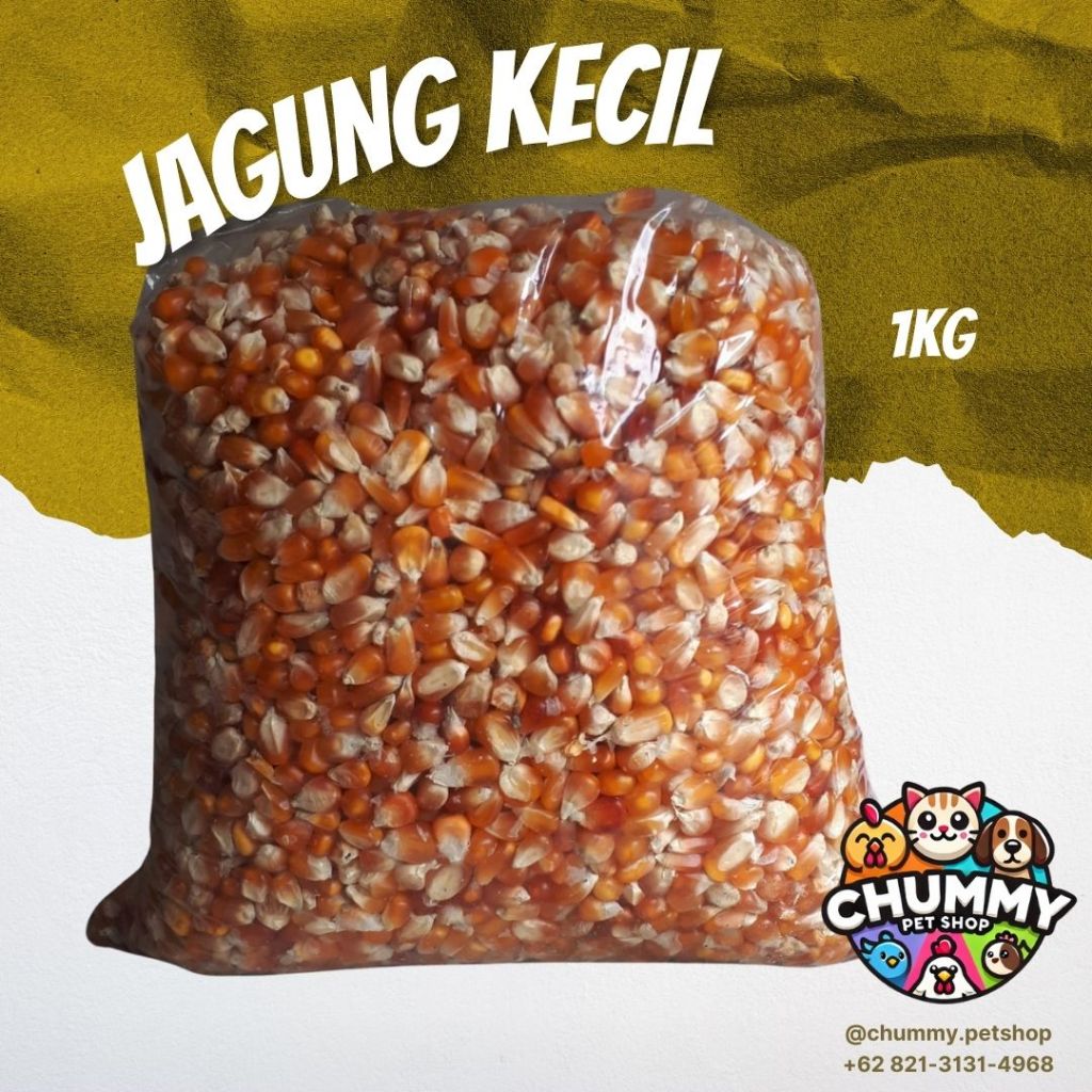 

Jagung Kecil untuk pakan