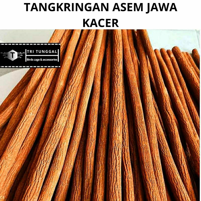 tangkringan asem jawa kacer great A+ tangkringan burung kacer