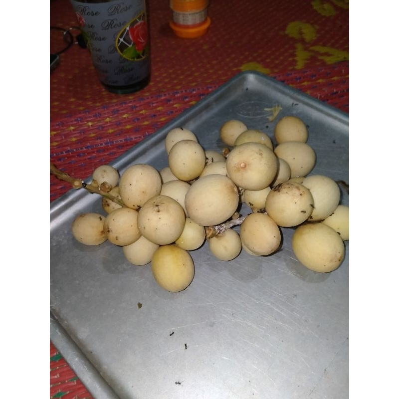 

buah ceruring/duku manis