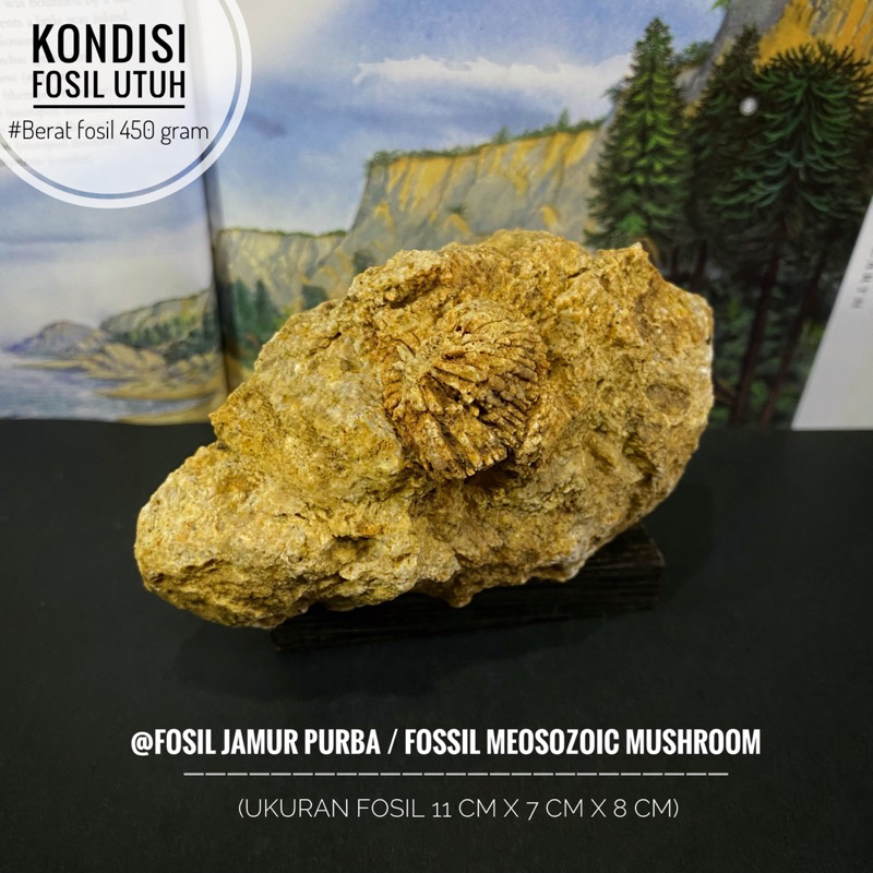 Fosil Jamur Purba Mesozoic C46 atau Bongkahan Fosil Jamur Kayu atau Fosil Tumbuhan Purba atau Fossil