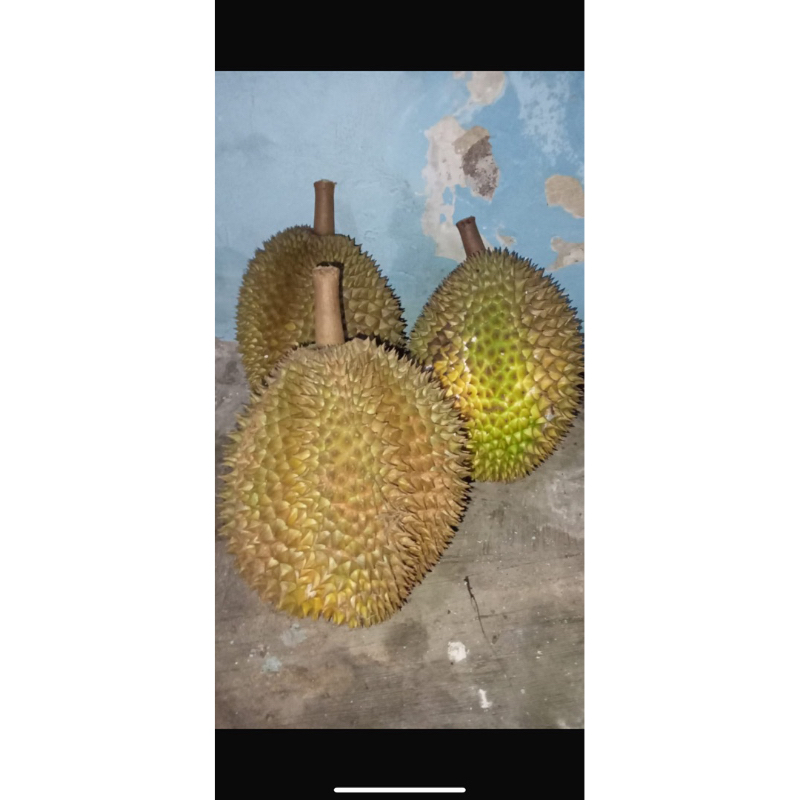 

Durian cepoko