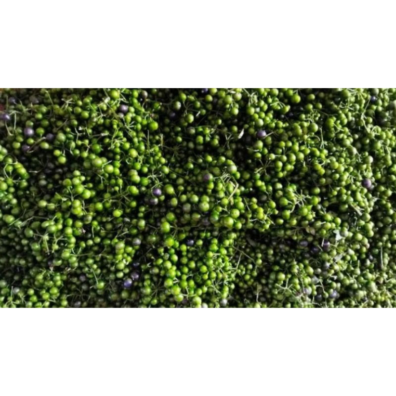 

leunca segar fresh
