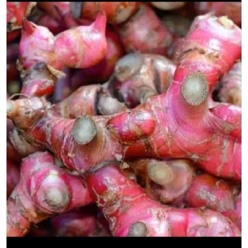 

BIBIT JAHE MERAH SUPER